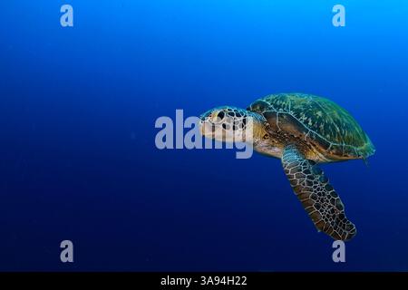 Tortue verte (Chelonia mydas) Atlantique, Bonaire, Antilles sous le vent, région des Caraïbes, Antilles néerlandaises | Grüne Meeresschildkröte (Chelonia myda Banque D'Images
