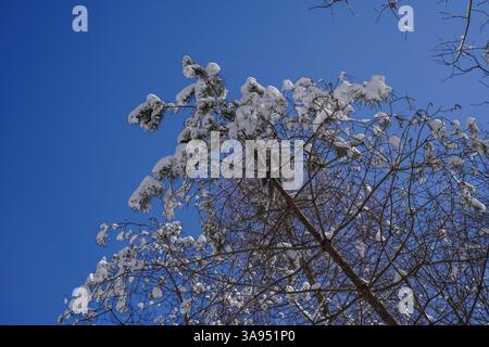 Plan à angle bas de pins et de bouleaux couverts de neige contre un ciel bleu en hiver au Canada. Banque D'Images