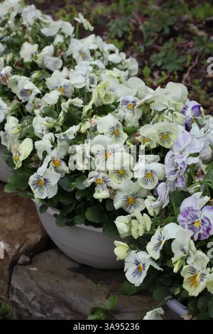 Ces jolies pansies regorgent d'acclamations printanières ! Banque D'Images