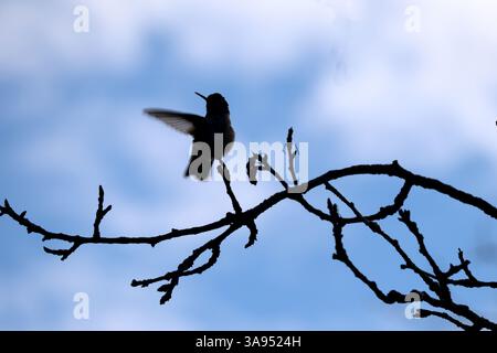 L'artiste miniature de la nature, un colibri, plane près d'une mangeoire, un joyau vibrant contre un jardin vert doux. Banque D'Images