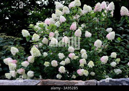 Ces hortensias sont un vibrant rappel de la beauté de la nature. Banque D'Images