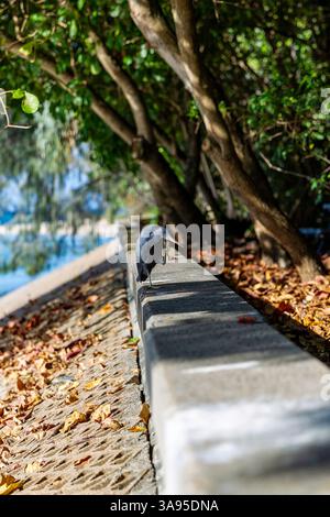 un mur gris en béton d'oiseau héron de récif repose sur une digue entourée d'arbres et de feuilles tombées évoquant les thèmes de la survie de la nature et de la beauté des coas Banque D'Images