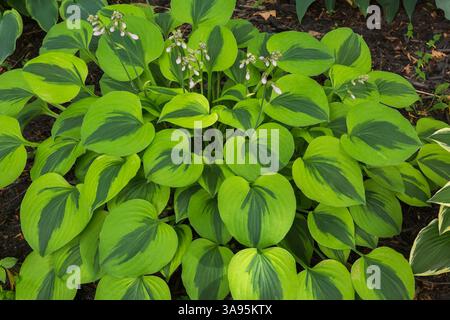 Hosta x hybrida 'Luna Moth' en été, Québec, Canada Banque D'Images