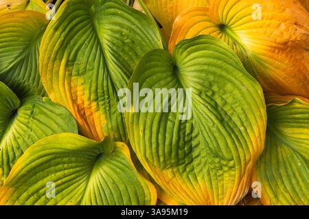 Gros plan des feuilles d'Hosta en forme de cœur en automne. Banque D'Images