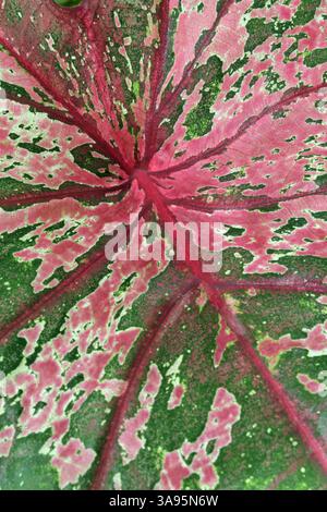 Gros plan d'une feuille de plante de caladium rose et verte dans un jardin tropical Banque D'Images