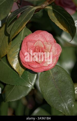 Fleur de camélia japonais rose saumon unique sur le buisson, en plein soleil, avec des feuilles et d'autres fleurs en arrière-plan. Banque D'Images