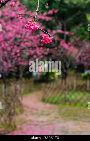 Sakura sentier rêveur en pleine floraison – fleurs de cerisier roses douces avec fond flou éthéré, scène nature printanière Banque D'Images
