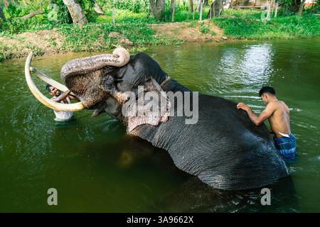Des mahouts baignant un défenseur majestueux dans une rivière sereine, mettant en valeur le lien profond entre les humains et les éléphants dans les pratiques de soins traditionnelles Banque D'Images