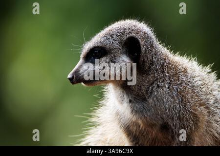 Tête et épaules d'une suricate à queue mince (Suricata suricatta) isolées sur un fond vert naturel Banque D'Images