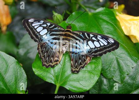 Papillon morpho bleu (Morpho peleides). Aussi connu sous le nom d'empereur, c'est un papillon tropical irisé trouvé au Mexique, en Amérique centrale, au nord Banque D'Images