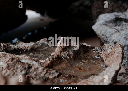 Nichés dans l'ombre d'une grotte en bord de mer, de délicats œufs de créatures marines flottent dans des bassins rocheux peu profonds Banque D'Images