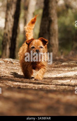 Chien marchant à travers la forêt le matin parmi les ombres des pins, Alcoy, Espagne Banque D'Images