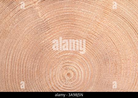 Anneaux de croissance d'un épinette, section transversale horizontale. Expansion d'une manière ondulée des anneaux annuels ou d'arbre d'un épinette européen, Picea abies. Banque D'Images
