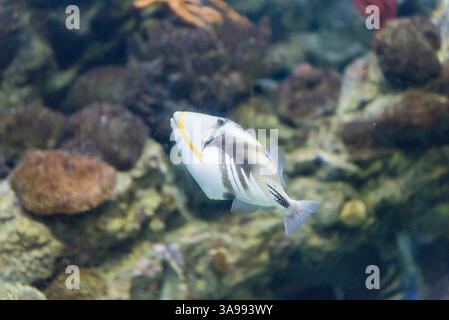 Gros plan d'un Rhinecanthus aculeatus, communément connu sous le nom de Triggerfish Picasso ou Triggerfish Lagoon, comme vu dans l'environnement d'aquarium Banque D'Images