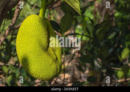 Artocarpus heterophyllus du maquereau. Gros plan de jackfruit vert frais avec de jeunes fruits dans un jardin. Fruits tropicaux. Agriculture Banque D'Images