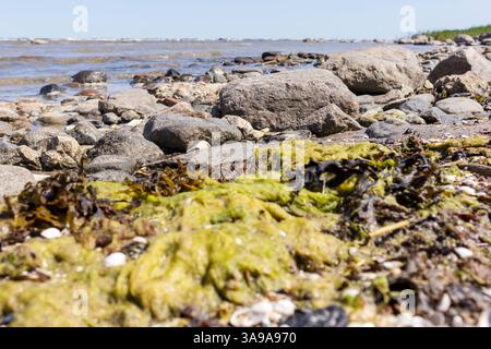 plage rocheuse avec des rochers couverts d'algues. Banque D'Images