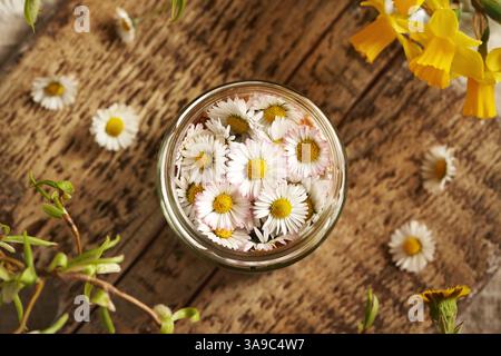 Préparation de sirop à base de plantes à partir de fleurs de marguerites communes dans un bocal en verre, vue de dessus Banque D'Images