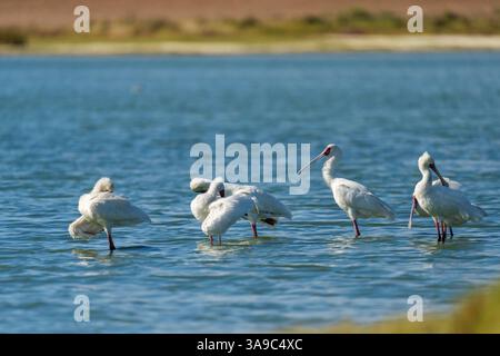 Les spatules africaines (Platalea alba) affluent dans un lac naturel des Nuwejaars Wetlands. Overberg, Cap occidental. Afrique du Sud. Banque D'Images