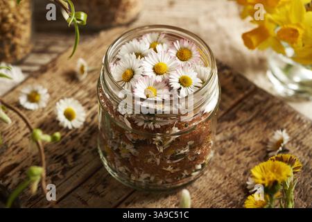 Préparation de sirop à base de plantes à partir de fleurs de marguerites communes et de cassonade dans un bocal en verre Banque D'Images