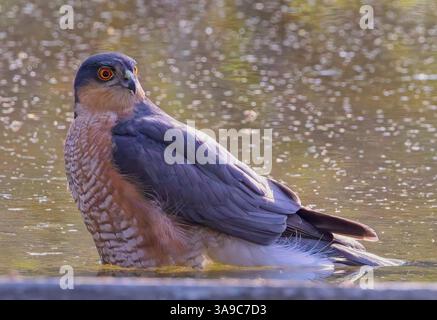 Eurasian Sparrowhawk, (Accipiter nisus), mâle debout dans un trou d'eau, réserve du léopard de Jhalana, Jaipur, Rajasthan, Inde, Banque D'Images