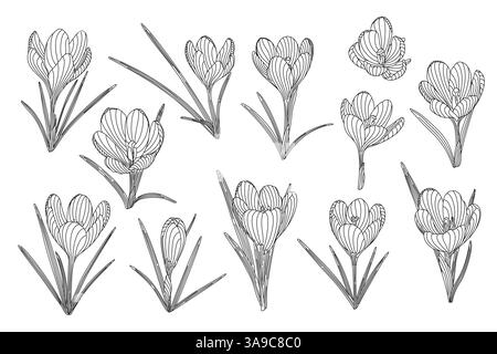Crocus Spring Flowers Set plantes tendres avec tige et feuilles, illustration vectorielle dessinée à la main, collection d'éléments de conception florale, clipart graphique pour invitation, carte, mariage, lineart botanique Illustration de Vecteur