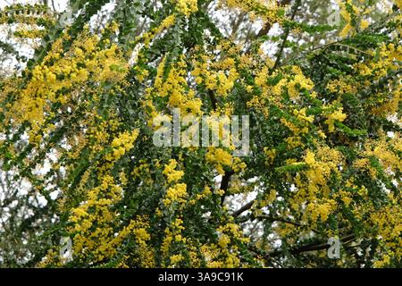 Jaune Acacia baileyana, Cootamundra Wattle ou Golden Mimosa arbre en fleur. Banque D'Images
