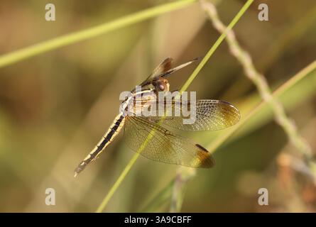 Pied Paddy Skimmer Dragonfly, femelle - Neurothemis tullia Banque D'Images
