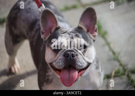 Bouledogue français, chien de compagnie mignon, vue de face du museau avec langue sortie Banque D'Images