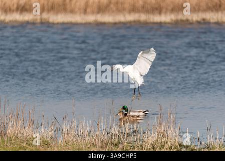 Little Egret (Egretta garzetta) arrive à la ferme Blue House, Essex Banque D'Images