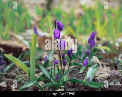 Ce phoographe en gros plan met en valeur la beauté délicate des boutons floraux violets nichés parmi les feuilles vertes. La composition attire l'attention sur le vibran Banque D'Images