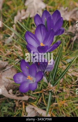 Une photo en gros plan montrant des fleurs de crocus violettes éclatantes fleurissant au milieu de l'herbe verte et de feuilles séchées éparpillées. Banque D'Images