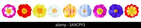 Diverses primroses colorées isolées sur fond blanc Banque D'Images