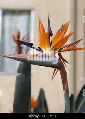 Fleurs Banque D'Images