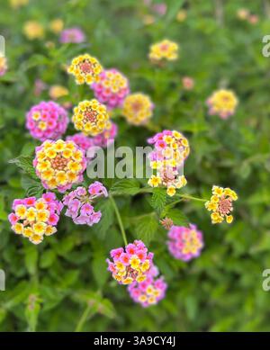 Fleurs Banque D'Images