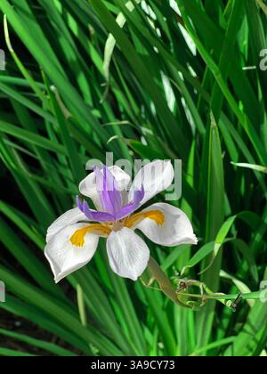 Fleurs Banque D'Images