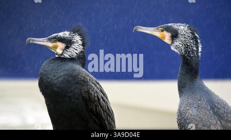 Deux oiseaux cormoran shag sous la pluie sur fond bleu à Brighton Marina, Sussex, Angleterre, Royaume-Uni Banque D'Images
