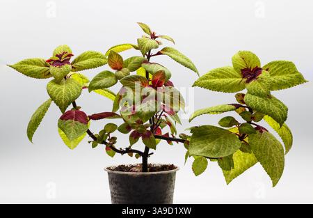 Plante coleus rose et vert dans une tasse en plastique sur un fond clair gros plan Banque D'Images