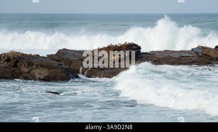 Troupeau de mouettes sur un rocher, fortes vagues à la mer cantabrique Banque D'Images