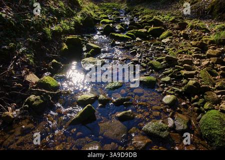 Un petit ruisseau coule sur des rochers couverts de mousse, scintillant dans la lumière du soleil, Vielbrunn, Michelstadt, Odenwald, Hesse, Allemagne, Europe Banque D'Images