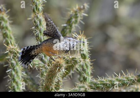 Wren de cactus (Campylorhynchus brunneicapillus) décollant de cholla cactus, Red Rock Canyon, Nevada, États-Unis. Banque D'Images