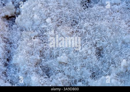 'Fibres de sel' dans le bassin Badwater de la vallée de la mort, principalement composé de chlorure de sodium, parc national de la vallée de la mort, Californie, États-Unis Banque D'Images