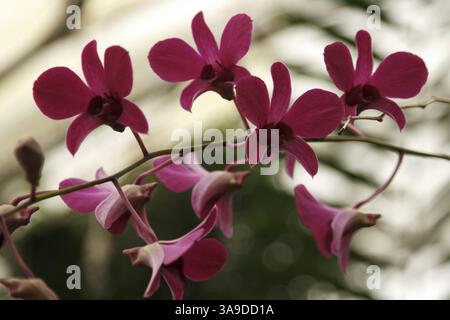 Orchidées violet sur la branche sur fond clair Banque D'Images