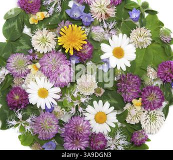 Arrière-plan de fleur daisywheel, trèfle hollandais, pissenlit sur l'eau Banque D'Images