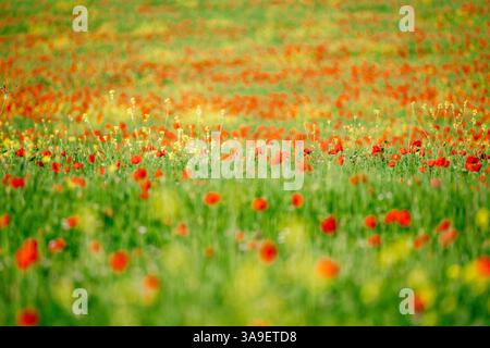 Champ Toscane, coquelicots vibrants, fond flou. Banque D'Images