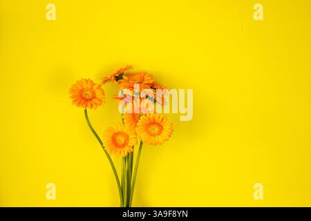 Gros plan de fleurs coupées de gerbera orange avec une longue tige verte. Bouquet printanier. Transvaal Daisies. Fleur de Marguerite violette isolée sur le fond jaune. Banque D'Images