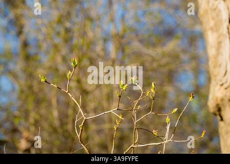Les branches minces et sinueuses s'étendent vers le ciel, parsemées de jeunes bourgeons de feuilles prêts à éclater. L'arrière-plan présente une forêt légèrement floue dans des verts frais. Banque D'Images