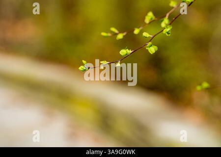 Photo macro minimaliste de délicats bourgeons verts émergeant sur une branche élancée. L'arrière-plan flou présente des tons doux naturels. Banque D'Images