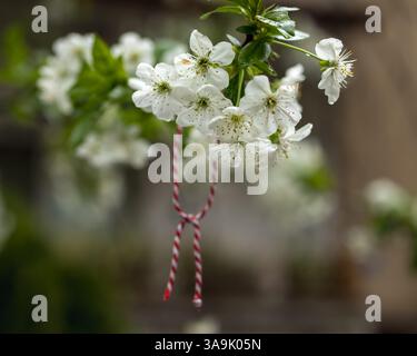 Fleur de printemps avec charme Martenitsa traditionnel Banque D'Images