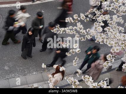 Tokyo, Japon. 30 mars 2025. Les gens marchent sous les cerisiers en fleurs le long de la rivière Meguro à Tokyo, Japon, le 30 mars 2025. Crédit : Jia Haocheng/Xinhua/Alamy Live News Banque D'Images