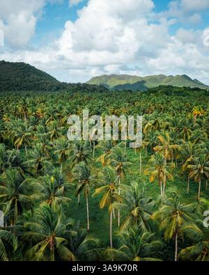 La plantation de noix de coco sans fin de Siargao – Une magnifique mer de palmiers imposants qui s'étend sur toute l'île, mettant en valeur la beauté crue de la nature et de l'est Banque D'Images